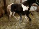 Storm as a baby