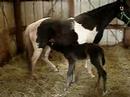 Storm as a baby
