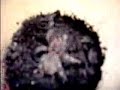 Acanthoscurria geniculata bad girl :)