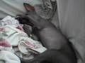 Xoloitzcuintle, Mexican Hairless Dog, Coco lays on a sofa