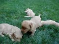 Puppies! Puppies!