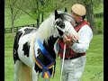 National Gypsy Horse Show and Faire Association™ 2008