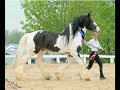 National Gypsy Horse Show and Faire Association™ 2008