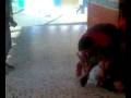 videos de ANIMACIONES ELVER (SMACK DOWN JULIO BATISTA ES DERROTADO)