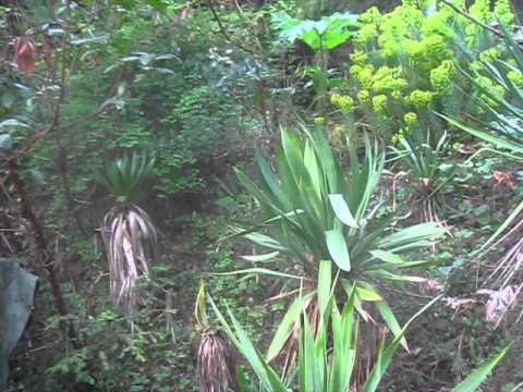 how to transplant yucca filamentosa