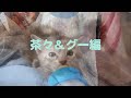 子猫物語