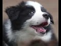 A puppy border collie Jubei?????????????