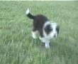 Border Collie video