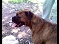 papazcesme pitbull training from bursa jhonny crack part8 papazcesme pitbull training from bursa jhonny crack part8