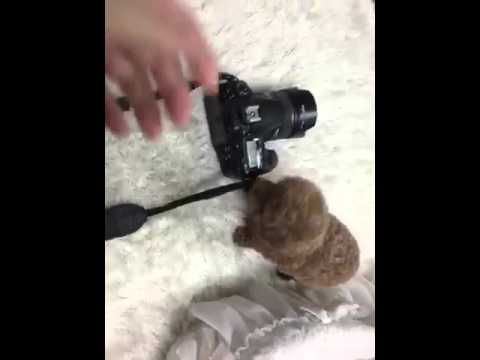 Teacup Red Toy poodle
