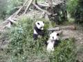 panda, chengdu panda, chengdu