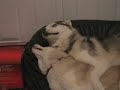 Siberian Huskies Hailee and Tonka laughing and playing while hugging.