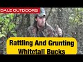 Rattling and Grunting Whitetail bucks