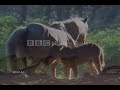 Horses-Together We Are Horses-Together We Are