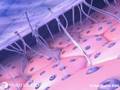 How Cranberry Juice Prevents Urinary Tract Infections