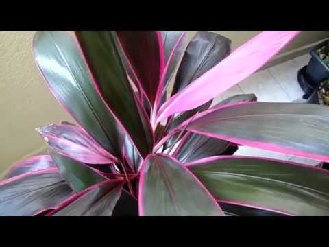 how to plant cordylines