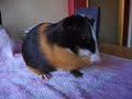 Singing guinea pig... Singing guinea pig...