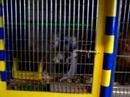 My Shak Cage