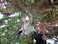 Jackass Matt Scafe Tree Jump Jackass Matt Scafe Tree Jump