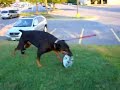 dexter uses orthotic device to regain ambulation (www.animac