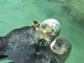 Otters Holding Hands remix