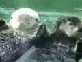 Otters Holding Hands remix