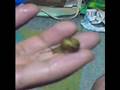かたつむり動画8