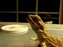 bearded dragon devouring roaches and worms bearded dragon devouring roaches and worms