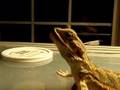 bearded dragon devouring roaches and worms