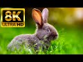 AROUND THE WORLD ANIMALS - 8K (60FPS) ULTRA HD - WITH NATURE ..