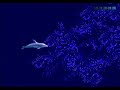 Ecco: The Tides of Times Beta (J) Ecco: The Tides of Times Beta (J)
