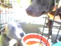 pit bulls gettin in trouble with mom