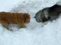 videos de Casey dig 1.AVI