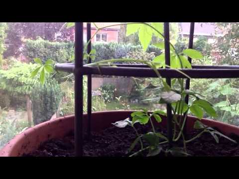 how to grow jiaogulan