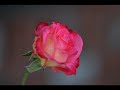 Inspiration from the nature-1