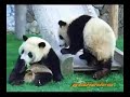 Twin Panda, Run & Slip on Slide...