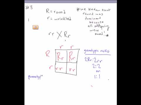 worksheets dihybrid cross
