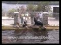 National Seal Sanctuary - Gweek, Cornwall
