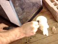 Milking a Florida Cottonmouth Milking a Florida Cottonmouth