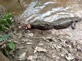 Peixe elétrico mata Jacaré