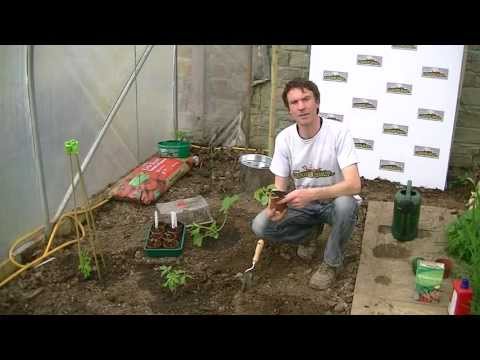 how to replant cucumbers