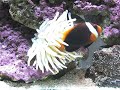 Condylactis and Tomato Clownfish