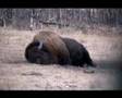 Huge Bison