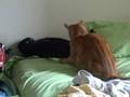 POOKIE VS. FRODO FIGHT