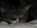 Narcoleptic Cat Narcoleptic Cat