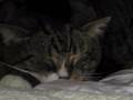Narcoleptic Cat