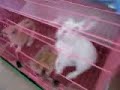 這是兔子喝水比賽嗎