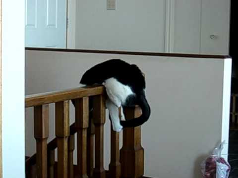 Simon catches his tail