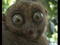 What Big Eyes You Have!