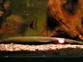 www.piranhalar.com